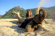 19 - Centre de réhabilitation pour éléphants à Chiang Mai